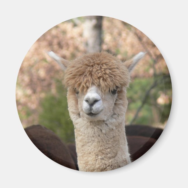 Alpaca Belle Magnet (Devant)