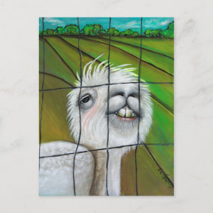 Alpaca - Carte postale Little Dreamer