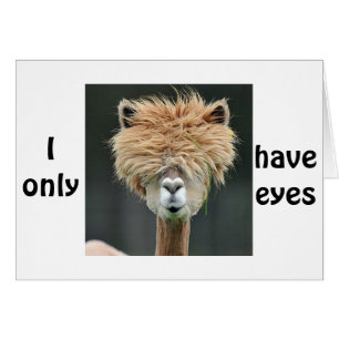 ALPACA DIT : "JE N'AI QUE DES YEUX POUR VOUS"