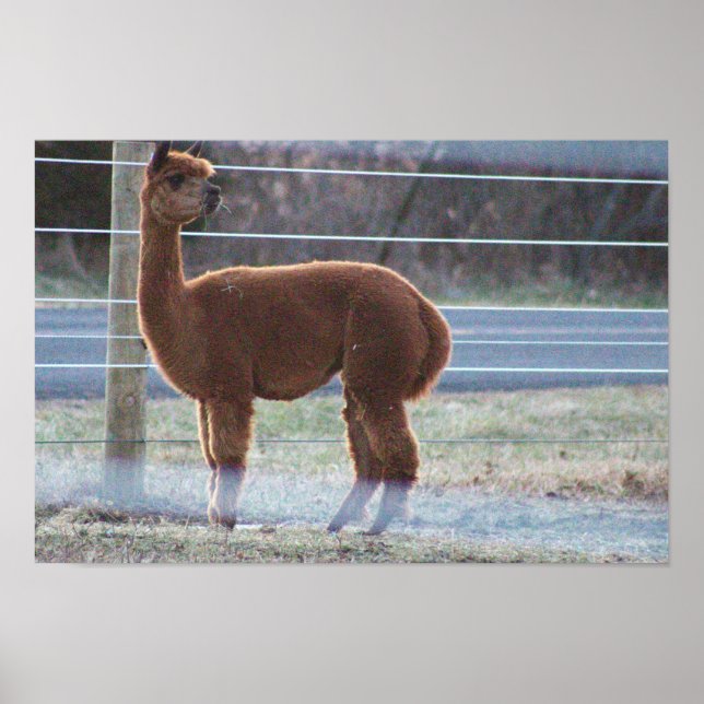 Alpaca Photo  Poster (Devant)