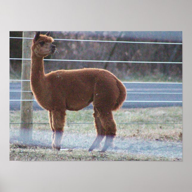 Alpaca Photo  Poster (Devant)
