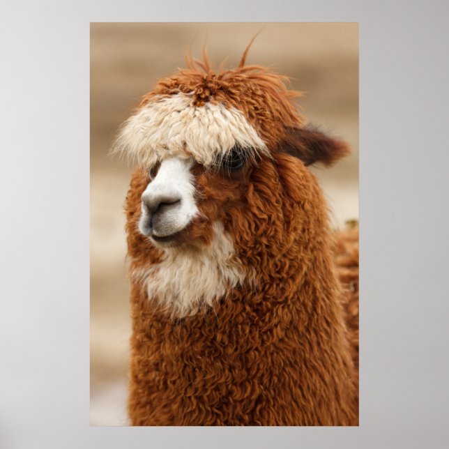 Alpaca poster (Devant)