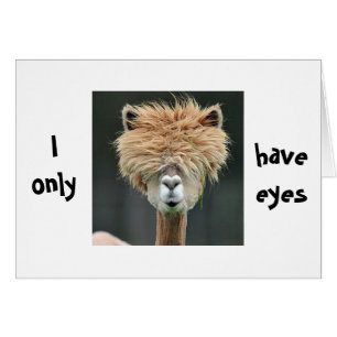 ALPACA SAYS "I ONLY HAVE EYES FOR YOU"