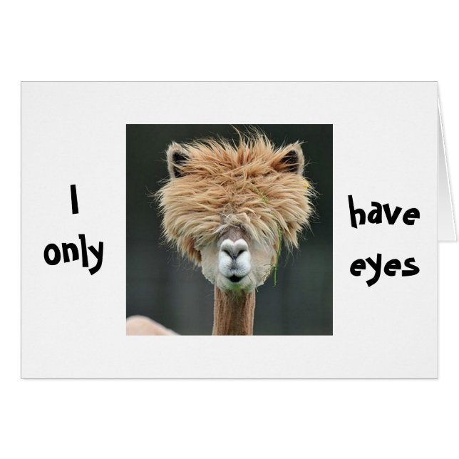 ALPACA SAYS "I ONLY HAVE EYES FOR YOU" (Devant horizontal)