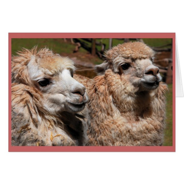 "Alpacas" (Devant horizontal)
