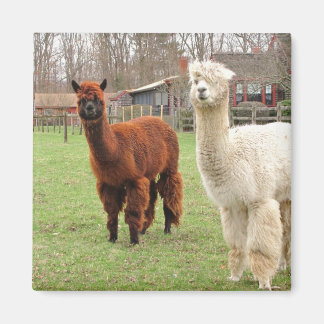 Alpacas laineux ~ aimant