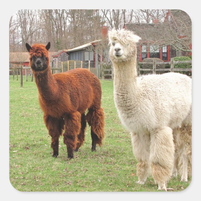 Alpacas laineux ~ autocollant (Devant)