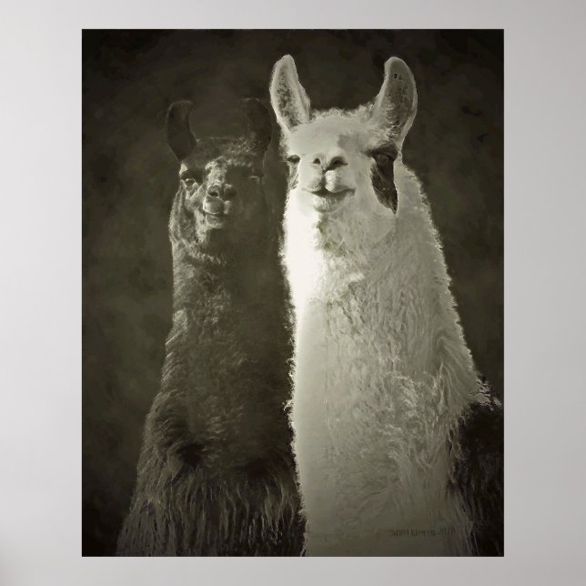 alpacas poster (Devant)