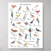 Alphabet avien : Poster de A à Z d'oiseaux