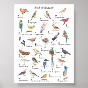 Alphabet avien : Poster de A à Z d'oiseaux