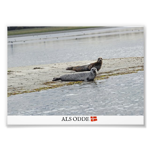 Als Odde/Danemark Phoque Photo Imprimer! (Devant)