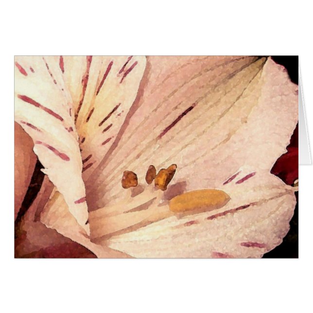 Alstroemeria en fleurs (Devant horizontal)