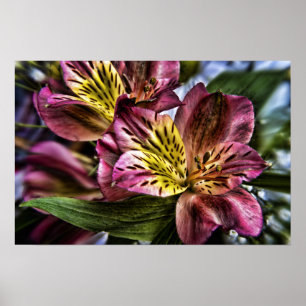 Alstroemeria Peruvien Lily poster imprimé