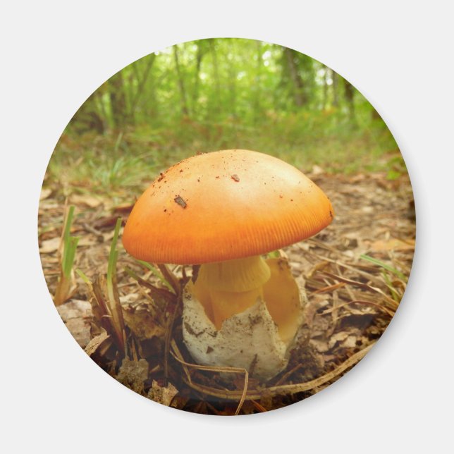 Amanita Césarée Magnet de champignons (Devant)