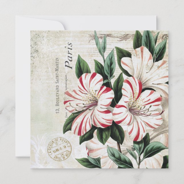 amarylis français vintage (Devant)