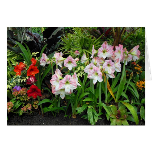 Amaryllis (Devant horizontal)