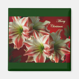 Amaryllis Pair Magnet de Noël