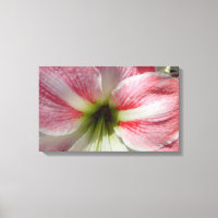 Amaryllis toile étirée