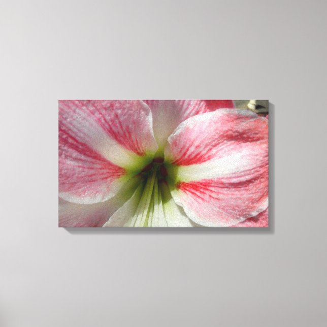 Amaryllis toile étirée (Recto)