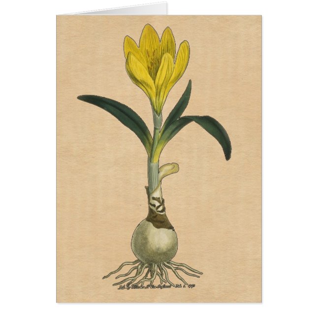 Amaryllis Tulip Jardin Botanique Fleur (Devant)