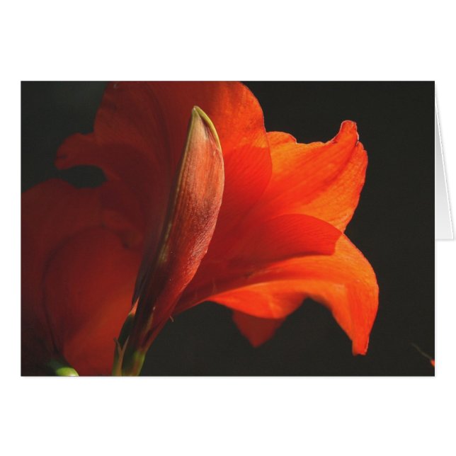 AmaryllisAndBud (Devant horizontal)