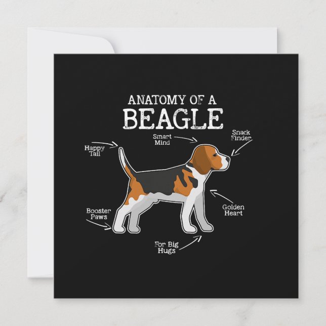 Amateurs beagles/ Anatomie D'Un Beagle (Devant)