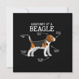 Amateurs beagles/ Anatomie D'Un Beagle