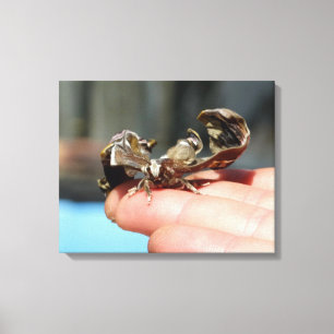 Amateurs d'insectes papillons Photo Impression uni