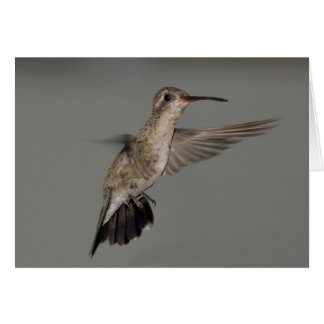 Amazilia rutila - Colibri de cannelle