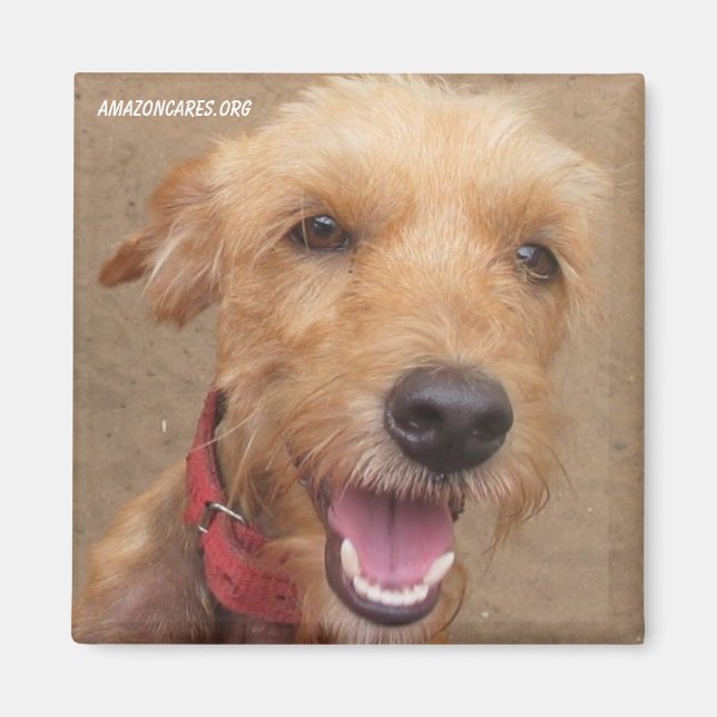 Amazon Humane Society Magnet : Precit Dog Series - (Devant)