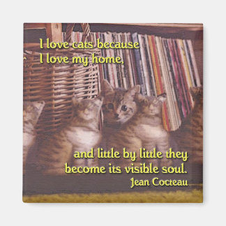 Âme d'un aimant de chat domestique