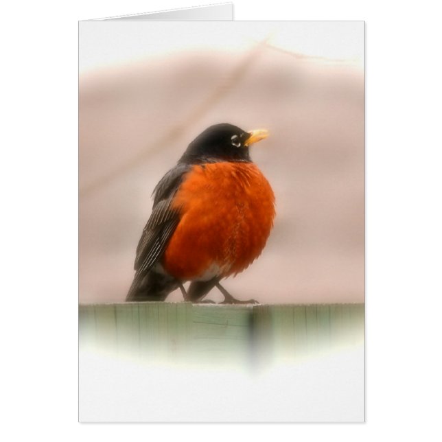 Américain animal Robin d'oiseau (Devant)