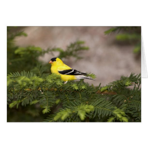 Américain Goldfinch mâle dans un arbre