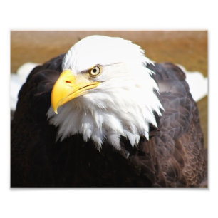 American Bald Eagle Photographie Imprimer