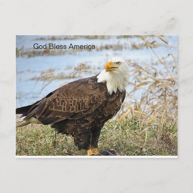 American Bald Eagle sur carte postale (Devant)
