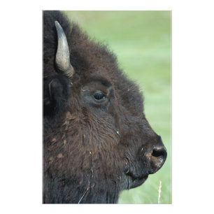 American Bison Up Close - Photographie de la faune