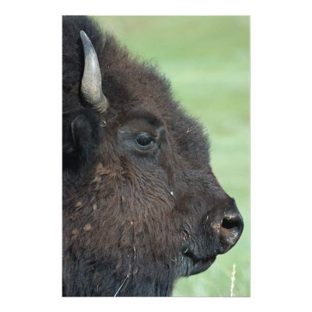 American Bison Up Close - Photographie de la faune (Devant)