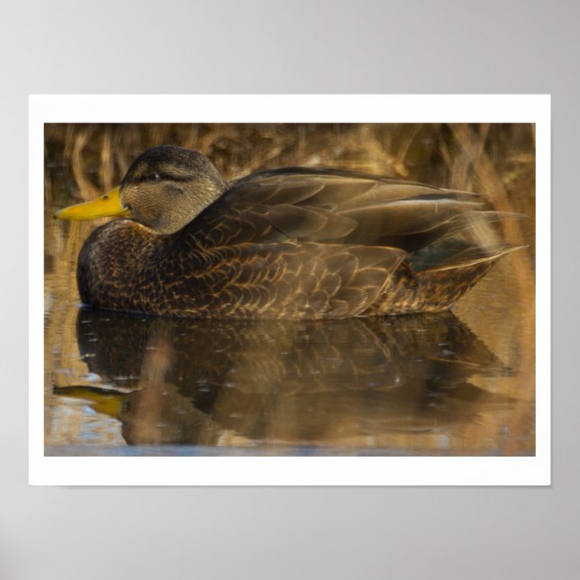 American Black Duck Poster (Devant)
