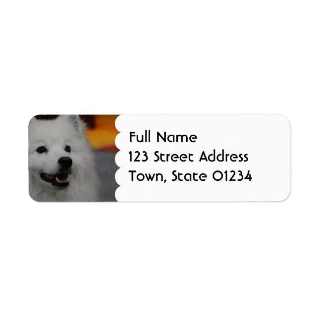 American Eskimo Chien Étiquettes de messagerie (Devant)
