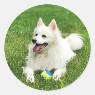 American Eskimo - Stickers Enveloppe