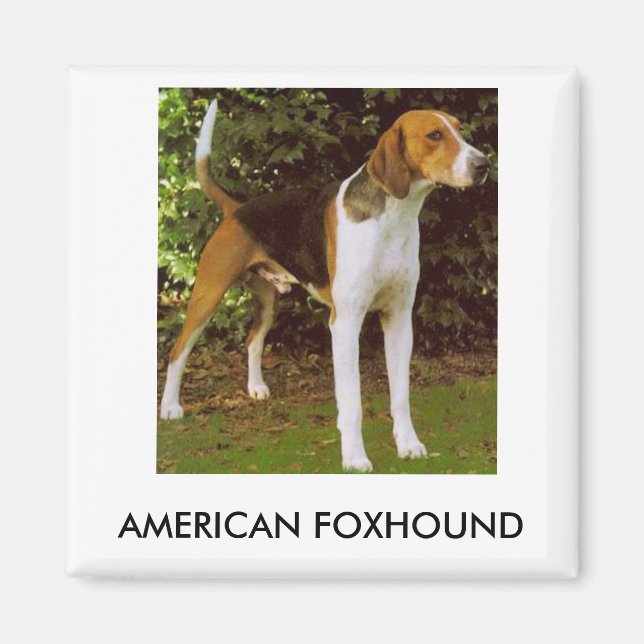 American Foxhound Magnet (Devant)