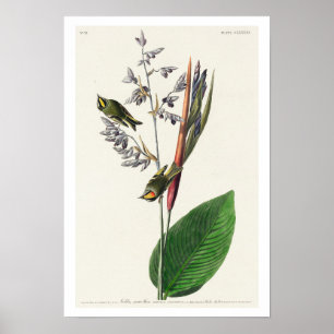 American Golden Crested-Wren par Audubon Poster