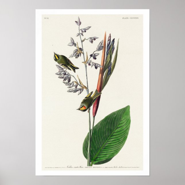 American Golden Crested-Wren par Audubon Poster (Devant)
