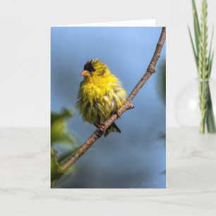 American Goldfinch Carte de remerciements