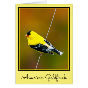 American Goldfinch - Photo originale