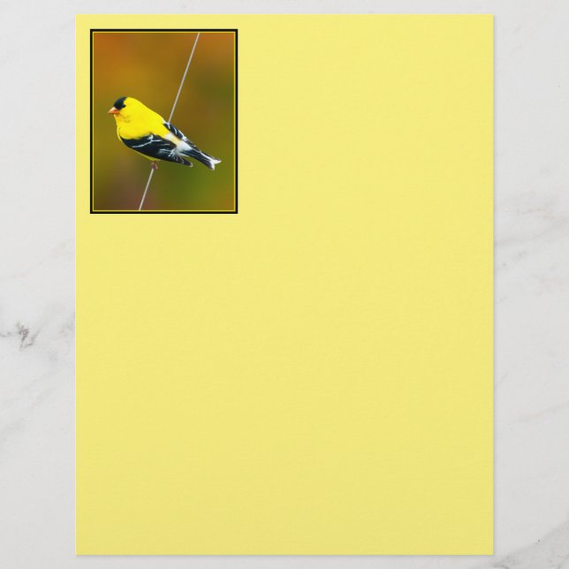American Goldfinch - Photo originale (Devant)