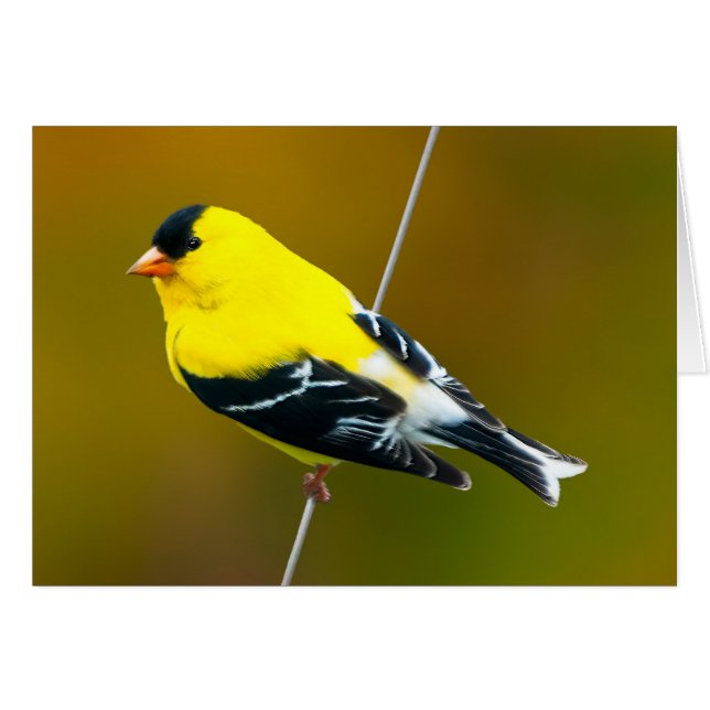 American Goldfinch - Photo originale (Devant horizontal)