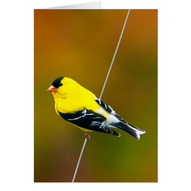 American Goldfinch - Photo originale (Devant)