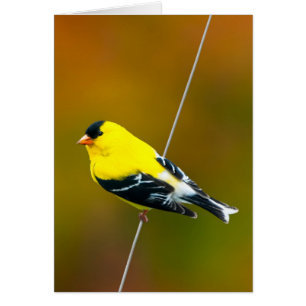 American Goldfinch - Photo originale
