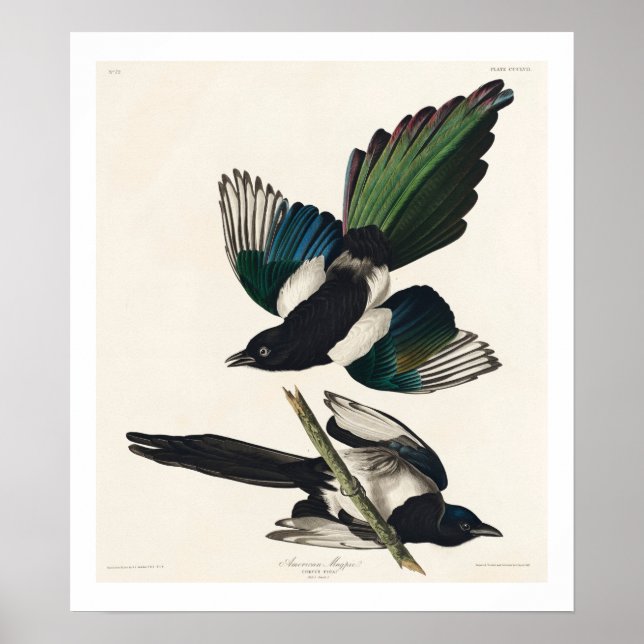 American Magpie by Audubon Poster (Devant)